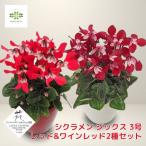 ミニシクラメン 花苗 ジックス 3号ポット レッド ワインレッド 2種セット 希少 JFY受賞 花壇 庭植え 鉢 寄せ植え 耐寒性 小さい 秋 冬