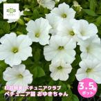 ペチュニア 苗 おゆきちゃん 3.5号ポット 寄せ植え ハ
