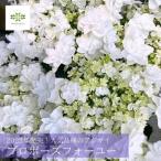 遅れてごめんね 母の日 2025 プロポーズ フォーユー 希少 アジサイ 紫陽花 鉢植え ホワイト 5号 純白 ギフト