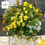  висячий корзина тормозные колодки . произведение .... viola. висячий корзина .... случайный цвет анютины глазки модный живые цветы 