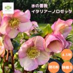クリスマスローズ 氷の薔薇 イタリアーノ ロゼッタ 開花株 花付き 4.5号 生花 フラワーギフト クリスマス プレゼント