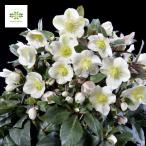 クリスマスローズ スノーローズ HGC スノーダンス 鉢植え 4.5号 開花株 花付き 花鉢 ギフト プレゼント 贈り物 お歳暮 お年賀 寒さに強い 育てやすい