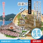 宮城県石巻産 浜茹で しゃこ えび(ボイル済)［500g］ 【送料無料】 蝦蛄/ シャコ エビ /ガサエビ/ 配送日時指定不可！