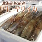 ヤリイカ 生 大3kg 刺身 北海道 いか