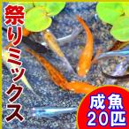 （メダカ）祭りミックスめだか 20匹セット