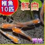 （メダカ）紅白めだか 未選別 稚魚 SS-Sサイズ 10匹セット / 更紗