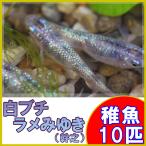 （メダカ）白ブチラメみゆき（幹之）めだか 虹色ラメ 未選別 稚魚 SS-Sサイズ 10匹セット