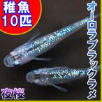 （メダカ）オーロラブラックラメめだか 虹色ラメ 未選別 稚魚 SS-Sサイズ 10匹セット / 夜桜