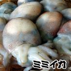  ушко (уголок) кальмар ( сырой ) размер ... примерно 800g гора .. Hyogo префектура . склон производство ( уголок ..* уголок кальмар *..*.....* bow z кальмар )