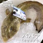 ババア（生）1尾　約2.0-2.5ｋｇ（浜坂産）タナカゲンゲ キツネダラ きつねだら たなかげんげ  ...