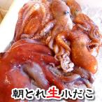  маленький ..( сырой ) примерно 1kg передний и задний (до и после) ( Hyogo префектура . склон производство ).dako,.., осьминог,., маленький dako