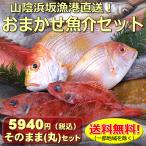 （送料無料）山陰浜坂港直送「朝とれおまかせ鮮魚・魚介５９４０円（税込）セット」（丸のまま・下処理なし）（海鮮 ギフト 魚介詰め合わせ、鮮魚ボックス）