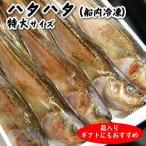 ハタハタ（船内冷凍）特大　10〜12尾入（約21〜25cm程度）（浜坂産）船で獲れたそのままを即冷凍してます（はたはた・白ハタ）