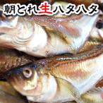 春のハタハタ（生） 大きめサイズ　約1キロ ≪予約承り中≫ （山陰浜坂産）（送料無料） 漁獲減で希少品。お刺身に煮付けに（はたはた、白ハタ、とろハタ）