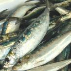  сырой * подлинный ...( рефрижератор * нет голова )120g и больше ( гора .. производство )( подлинный иваси, подлинный .,., иваси, средний перо ). минут .