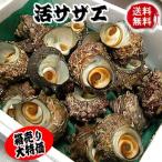 （送料無料）活・さざえ（活生） 約２ｋｇ（20個前後入）（浜坂産） 砂出し済みのものを出荷します。 （サザエ）