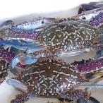 Yahoo! Yahoo!ショッピング(ヤフー ショッピング)訳あり・タイワンガザミ（活生）　５匹で約1.0-1.1ｋｇ前後　（山陰沖産）　※ハサミ・足が数本ないものがあります。（ワタリガニ、渡り蟹、アオテガニ）