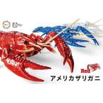 フジミ模型 自由研究シリーズ No.24 いきもの編 アメリカザリガニ(レッド)