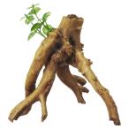 GEXjeks.. вода . водоросли имеется коряга b ланч аквариум для орнамент настоящий . внешность. человеческий труд коряга 