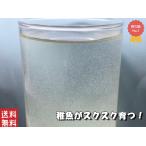 ゾウリムシ 500ml+培養用エサ 6錠+説明書付き 生体【インフゾリア】