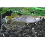 フロマージュキッシングスワローめだ...