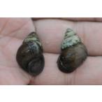 [ бесплатная доставка ]himetanisi*300 шт koke брать качество воды .. оризия ... разведение аквариумных рыб аквариум me Dakar разведение Event 