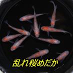 乱れ桜めだか・稚魚10匹＋α補償付...