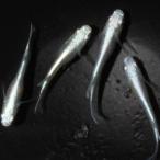 幹之シャイナーめだかの稚魚・10匹...