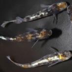 花魁めだかの稚魚・10匹＋α補償付...