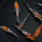 三色ラメめだかの稚魚・10匹＋α補...