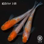 メダカ 生体 紅白ラメ 成魚 3匹 ランダム 送料無料  F  めだか めだか生体 メダカ生体 種類 水槽 卵 水草 人気 飼育 容器