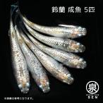 メダカ 生体 鈴蘭（すずらん） 成魚 5匹＋おまけ1匹付  送料無料  S めだか めだか生体 メダカ生体 種類 水槽 卵 水草 人気 飼育 容器