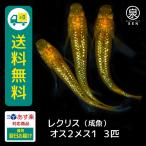 メダカ 生体 レクリス 成魚 オス2メス1 3匹  送料無料  E めだか めだか生体 メダカ生体 種類 水槽 卵 水草 人気 飼育 容器