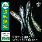 メダカ 生体 サボテン 成魚 5匹＋おまけ1匹付  送料無料  S めだか めだか生体 メダカ生体 種類 水槽 卵 水草 人気 飼育 容器
