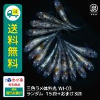 メダカ生体三色ラメ体外光若魚ランダ...