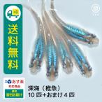 メダカ深海稚魚10匹＋おまけ補償4...