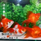  местного производства . рисовое поле Ryuukin 4 шт дополнение возмещение 1 шт золотая рыбка собственный производство Hamamatsu город данный . индустрия разведение .... gold gyo Lion Mask биотоп организм распродажа разведение аквариумных рыб (E)