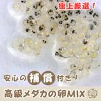 【めだか卵】高級メダカの卵MIX 有精卵20個+α たまご販売 安心の補償付き 自由研究にもおすすめ!
