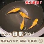 【めだか卵】楊貴妃ダルマ(初恋) 有精卵20個+α たまご販売 安心の補償付き 自由研究にもおすすめ!