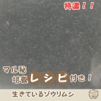 生きたゾウリムシ 300ml MEDAKA GARDEN産 メダカ・針子・グッピーの稚魚用餌 マル秘レシピで培養可能・観察教材にも人気