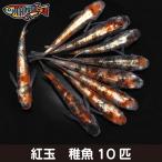 紅玉稚魚10匹