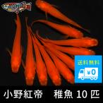 小野紅帝稚魚10匹