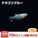 【保障2匹付き】 メダカ ドラゴンブルー 稚魚10匹 送料無料