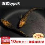 【保障2匹付き】 メダカ 五式typeR 稚魚10匹 送料無料