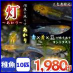 メダカ/灯メダカ　稚魚10匹  黄幹之 灯めだか あかりメダカ