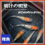 メダカ/ 明けの明星めだか 稚魚10匹 /明けの明星メダカ