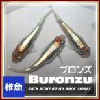 メダカ/ブロンズ　稚魚10匹　/ブロンズメダカ　鱗光メダカ