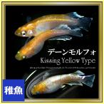 メダカ デーンモルフォキッシングイエローtypeメダカ 稚魚10匹 デーンモルフォキッシングイエローめだか