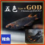 五色タイプR GODめだか 稚魚10匹 /五色メダカ タイプRゴッド