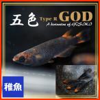 五色タイプR GODめだか　稚魚10匹　/五色メダカ　タイプRゴッド